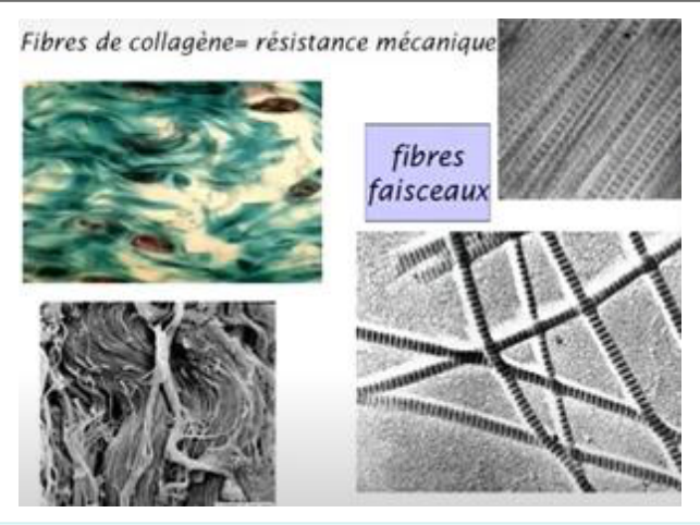 Fibres de collagène organisées en faisceaux, assurant la résistance mécanique des tissus