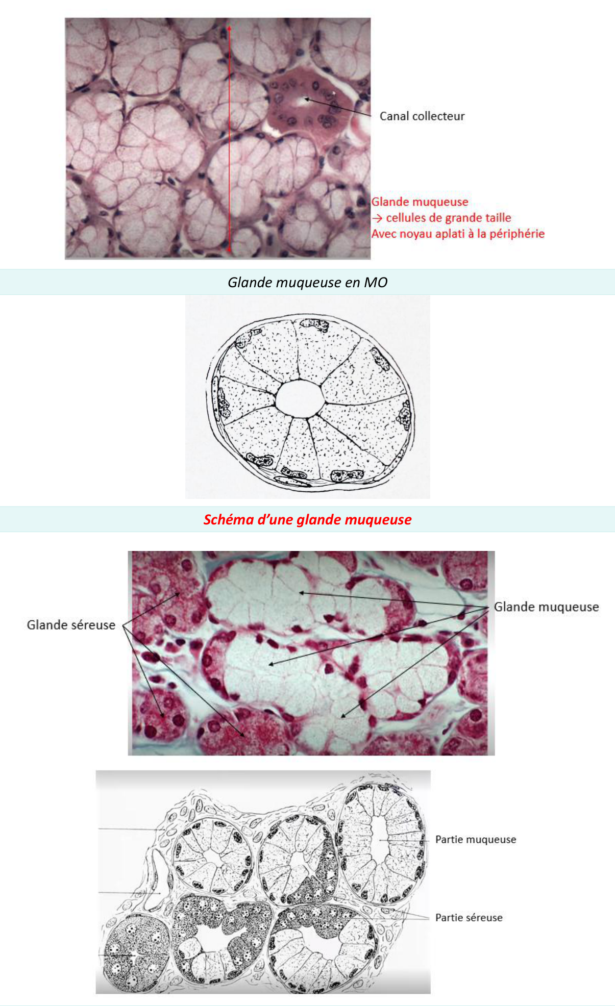 Comparaison d'une glande muqueuse et d'une glande séreuse au microscope