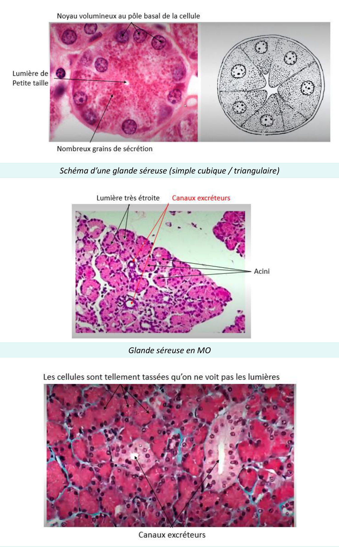 Glande séreuse et ses acini au microscope optique