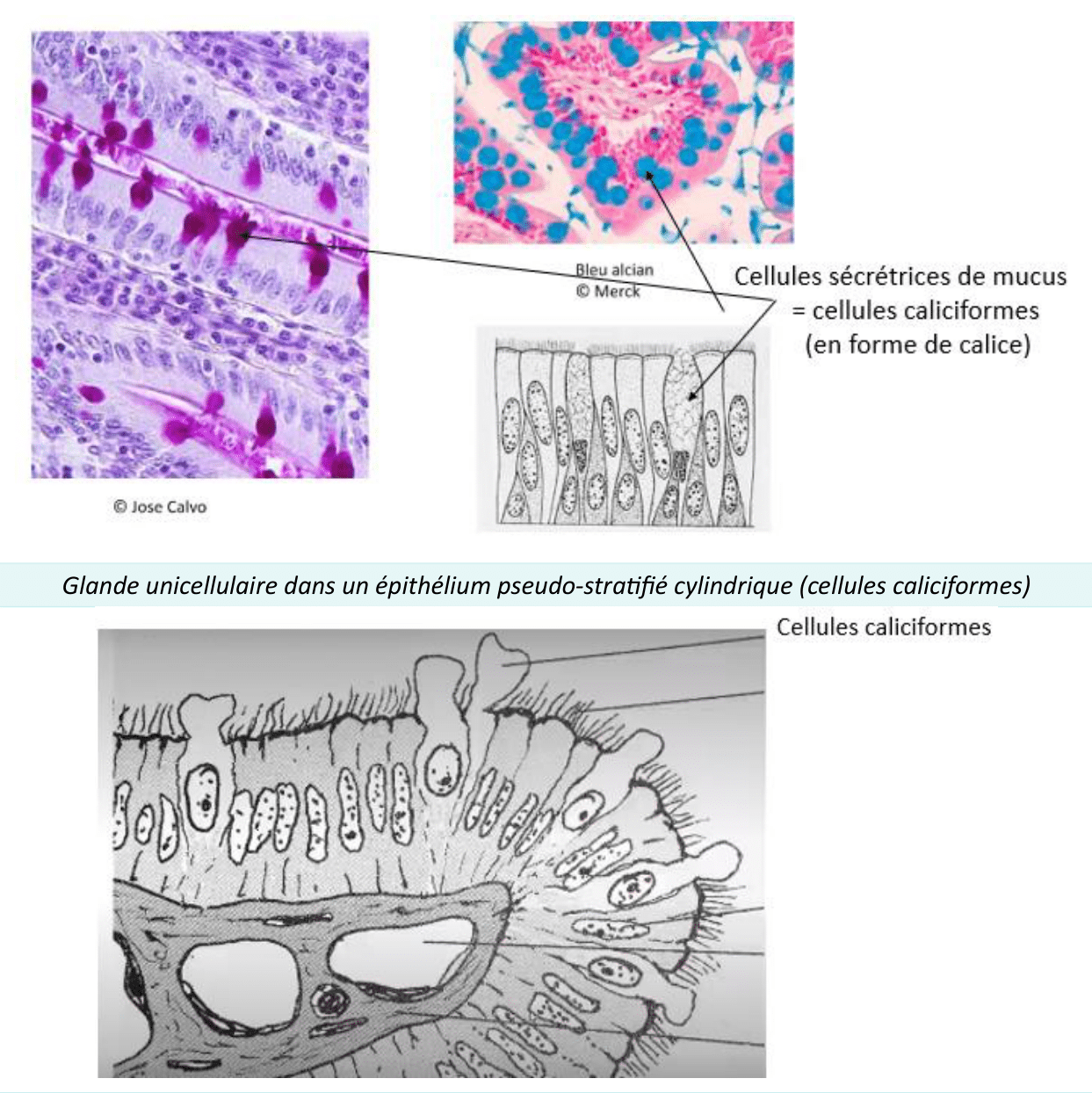 Cellules caliciformes, glandes unicellulaires d'un épithélium, en photos et schéma