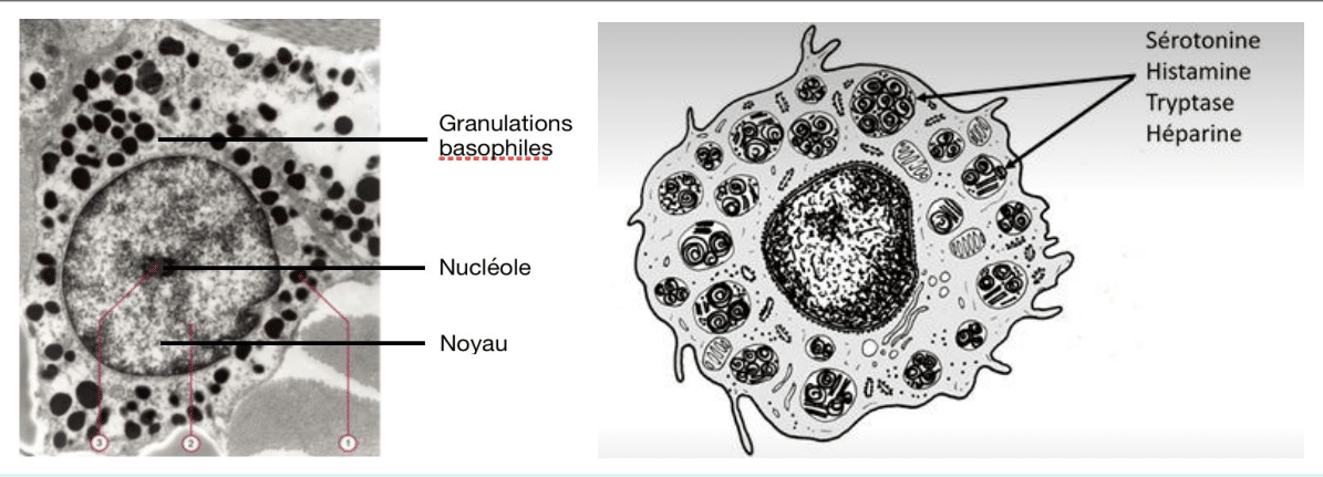 Mastocyte et ses granulations basophiles riches en histamine et héparine