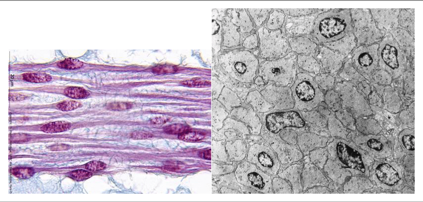 Muscle lisse au microscope optique et électronique