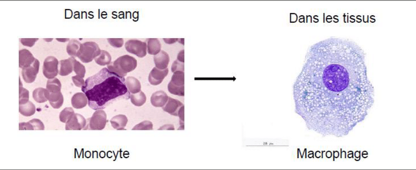Monocyte sanguin devenant macrophage après passage dans les tissus