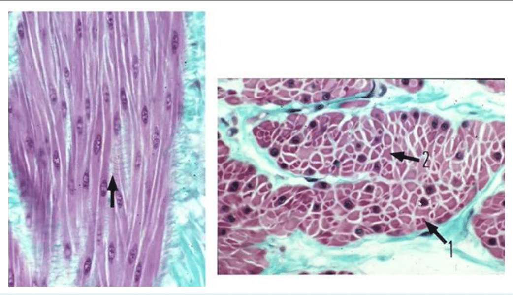 Muscle lisse en coupes longitudinale et transversale