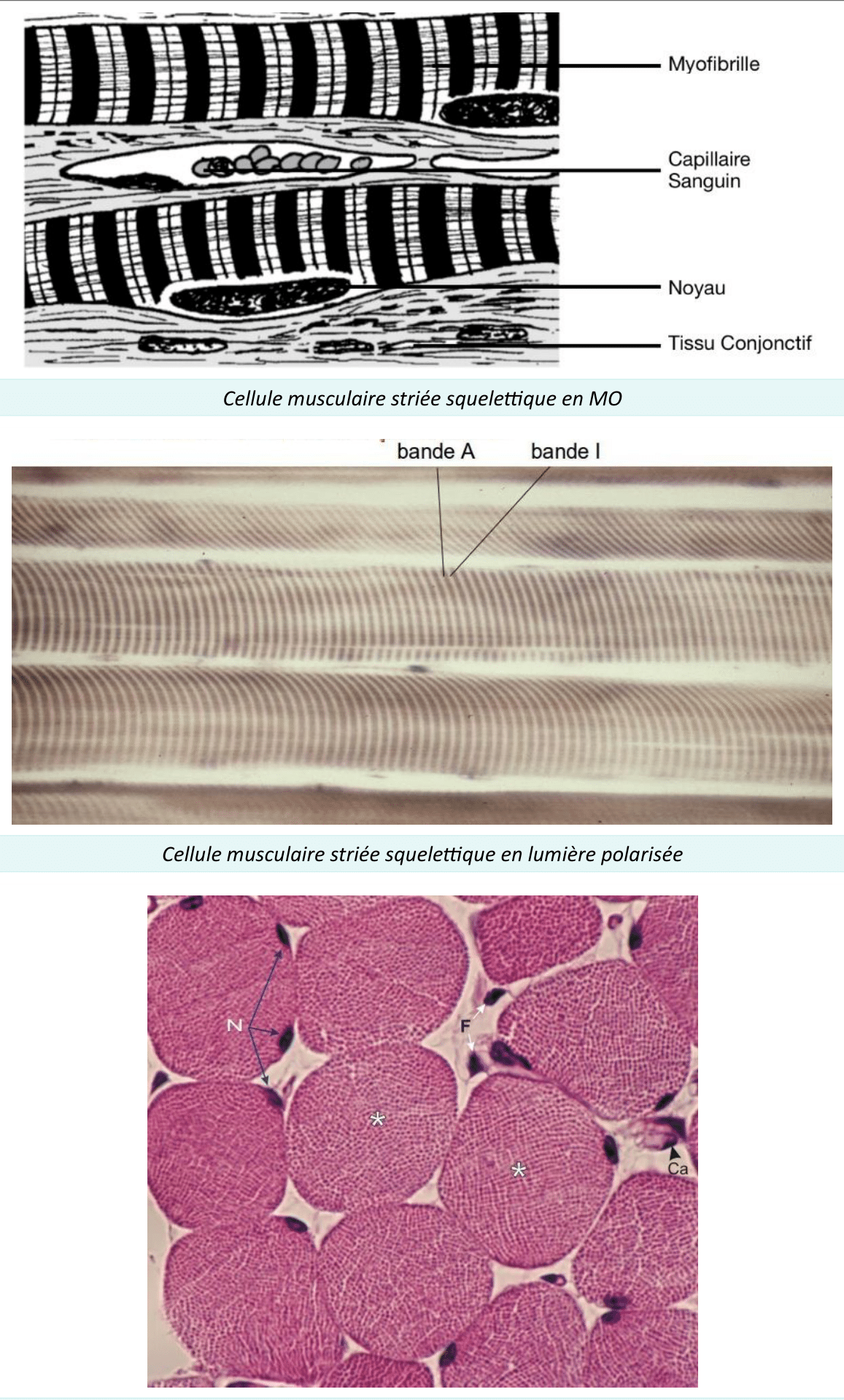 Muscle strié squelettique et ses myofibrilles au microscope optique
