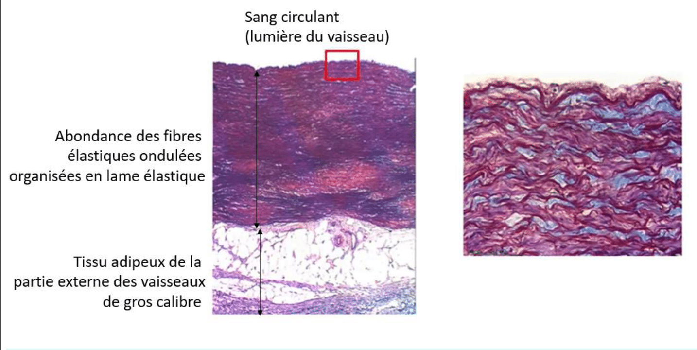Paroi d'un gros vaisseau riche en lames élastiques, au microscope optique