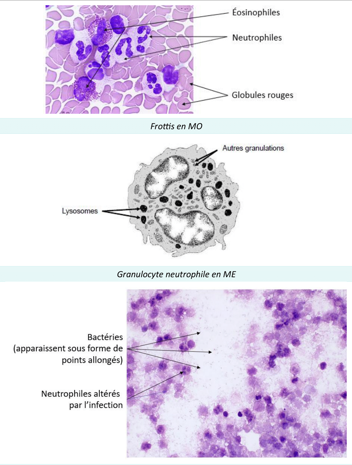 Polynucléaires neutrophiles et éosinophiles au microscope optique et électronique