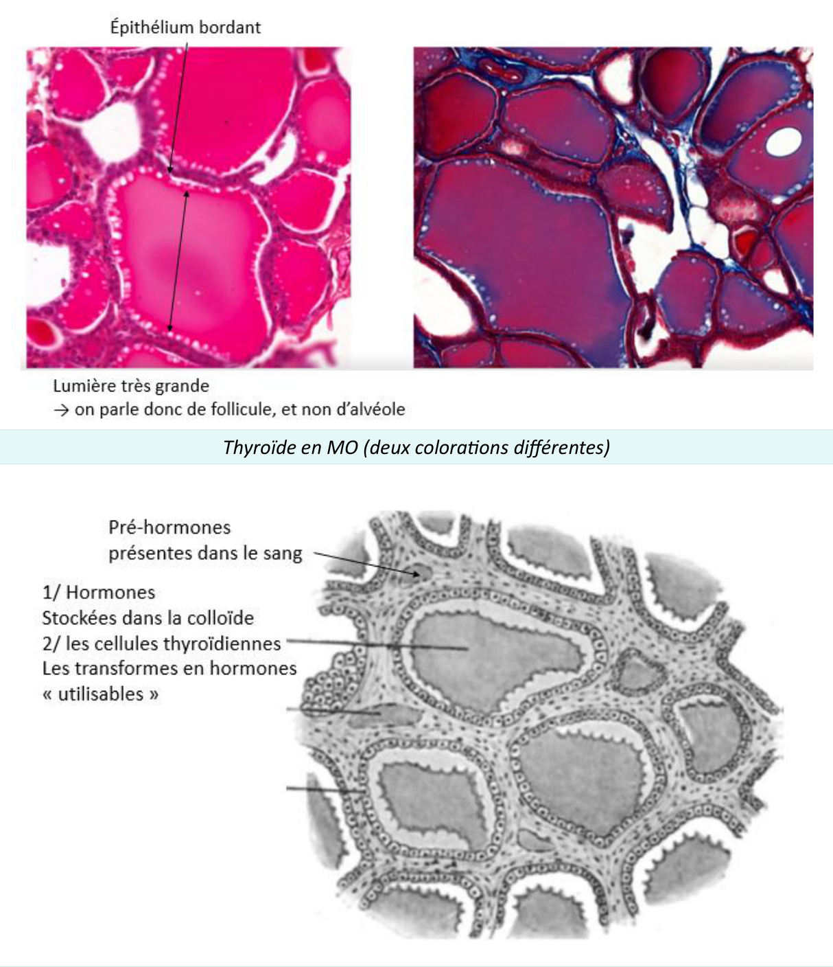 Thyroïde au microscope optique : follicules remplis de colloïde bordés d'un épithélium