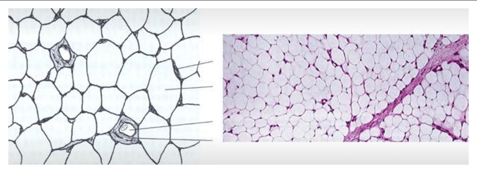 Tissu adipeux blanc en schéma et au microscope optique