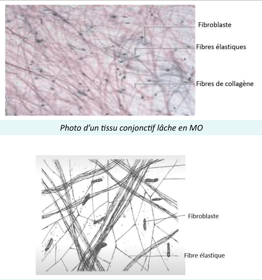 Tissu conjonctif lâche avec ses fibroblastes et ses fibres, au microscope optique et électronique