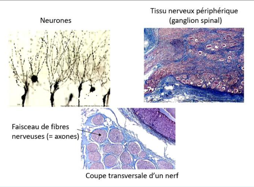 Tissu nerveux : neurones, ganglion spinal et coupe transversale d'un nerf