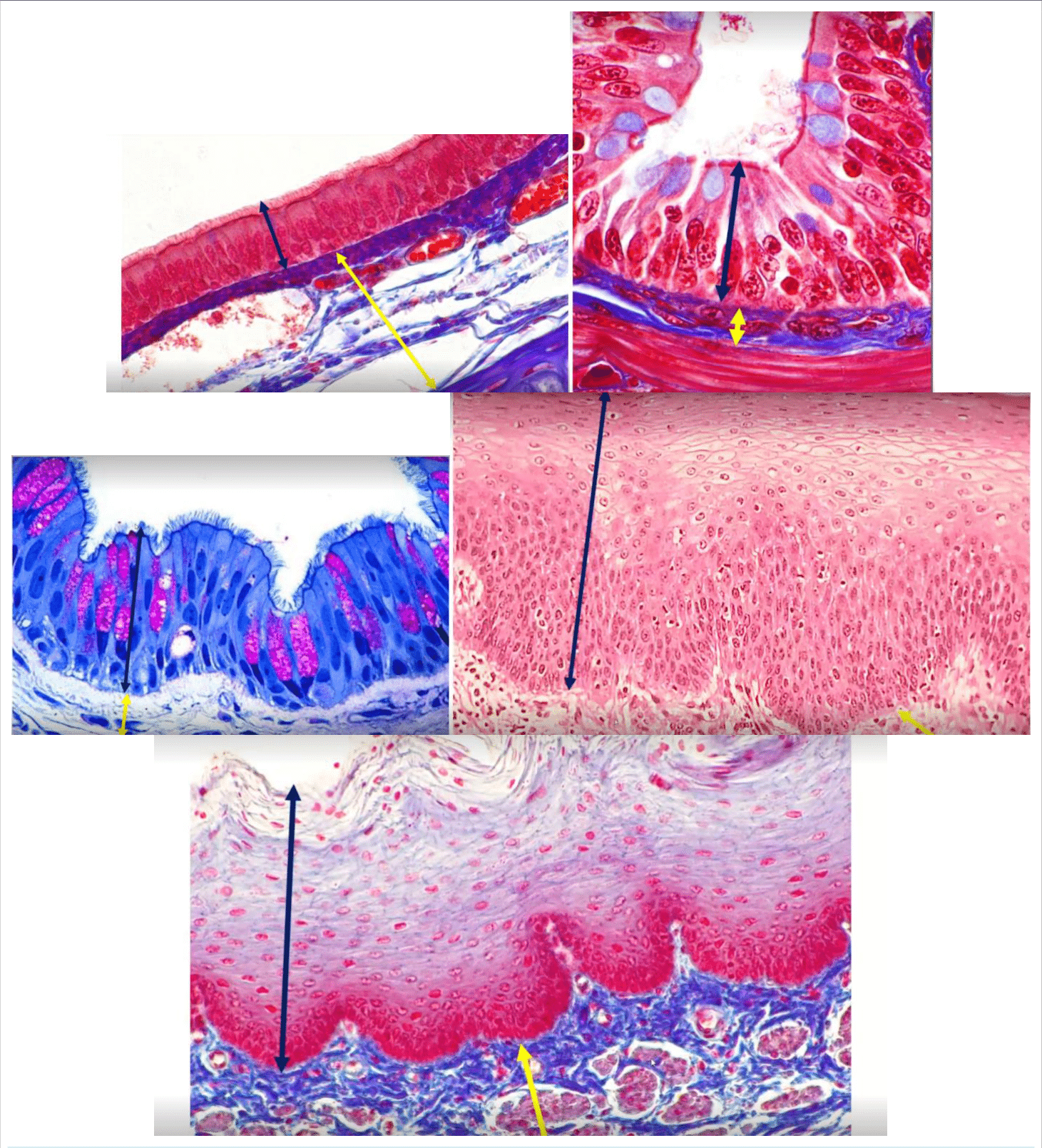 Différentes variétés d'épithéliums observées au microscope optique
