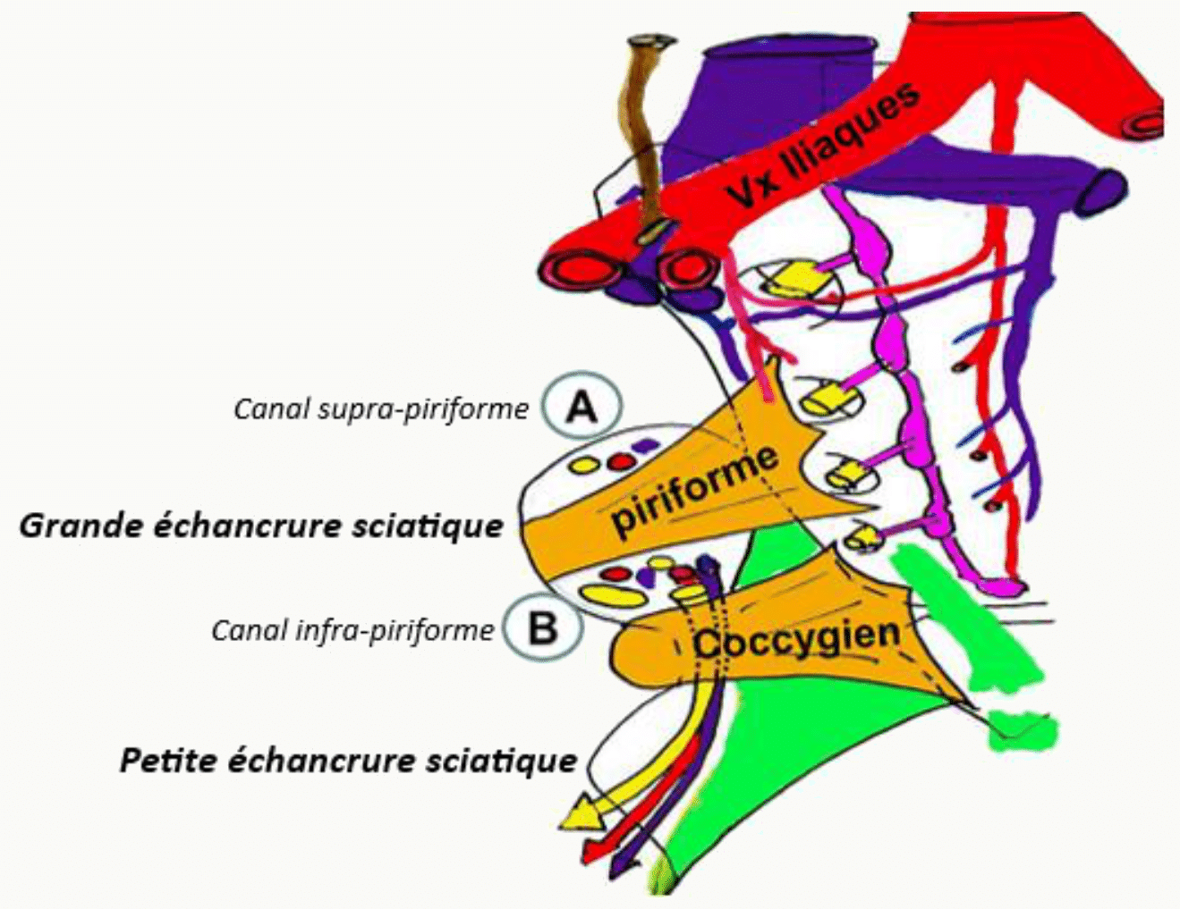 Muscles piriforme et coccygien, grande et petite incisures sciatiques, canaux supra et infra-piriforme
