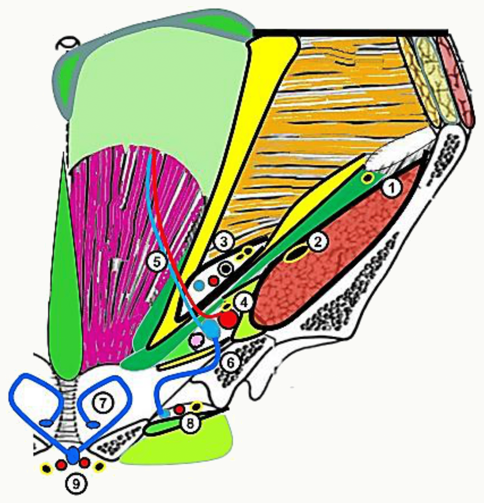 Plans successifs de la paroi antérieure du pelvis, différenciés par des couleurs