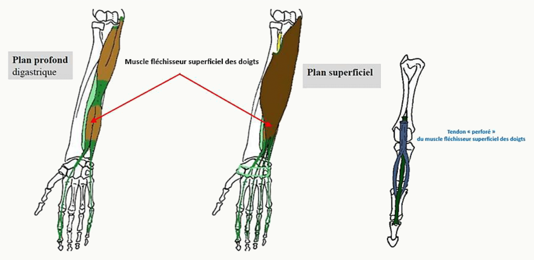 Superposition des plans superficiel et profond des muscles fléchisseurs de l'avant-bras