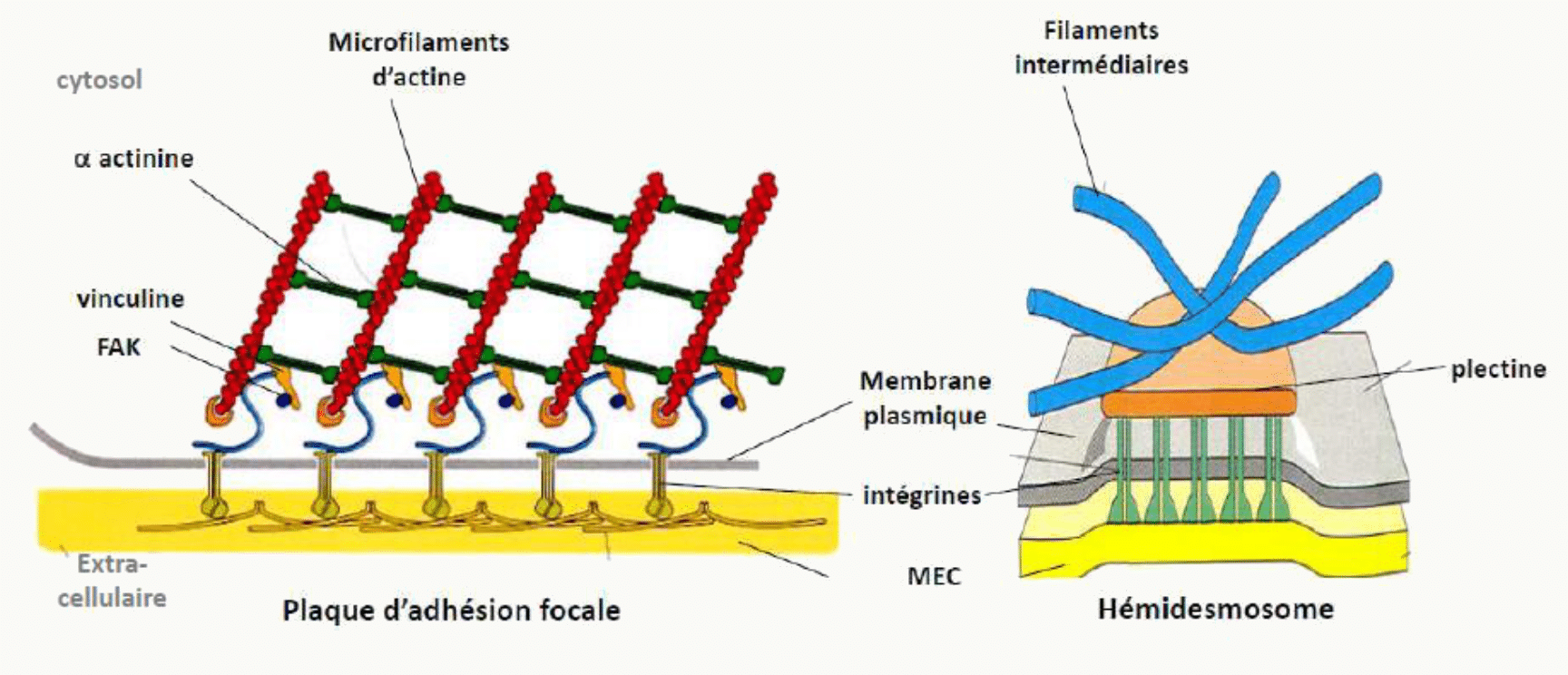 Plaque d'adhésion focale reliée à l'actine et hémidesmosome relié aux filaments intermédiaires