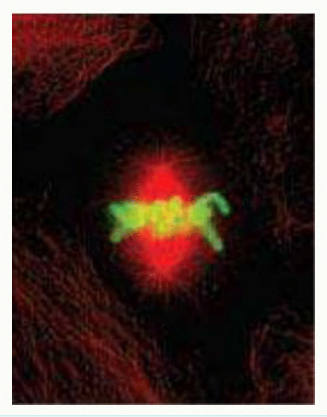 Plaque métaphasique et fuseau révélés par immunofluorescence