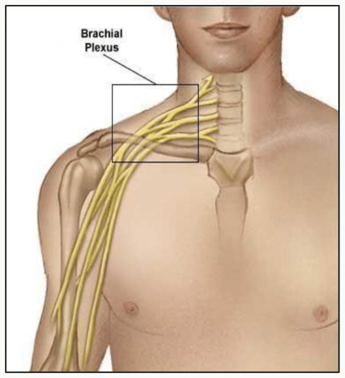 Plexus brachial en vue d'ensemble, de ses racines cervicales à ses branches terminales