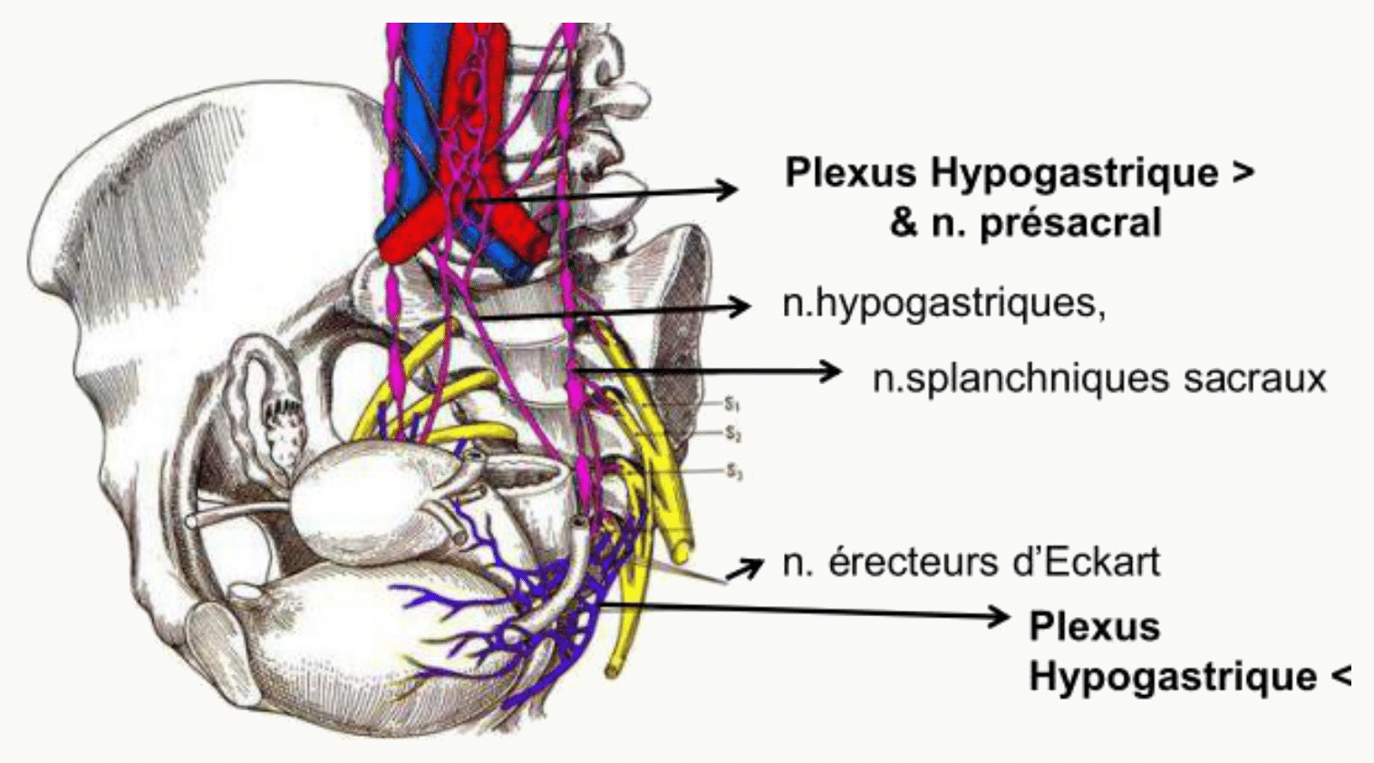 Plexus hypogastrique supérieur, nerfs hypogastriques et plexus hypogastrique inférieur