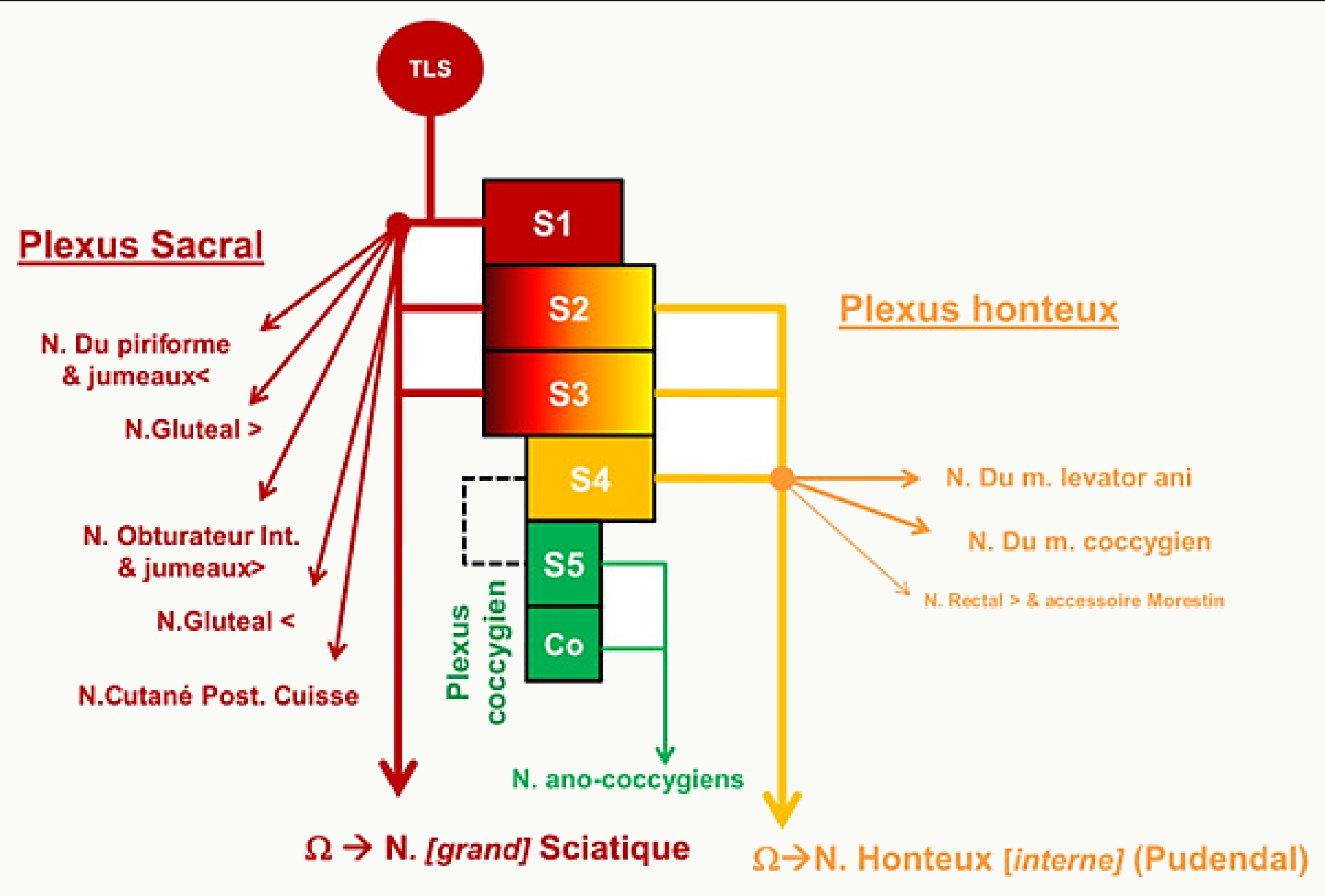 Plexus sacral et plexus pudendal et leurs branches, avec leurs racines