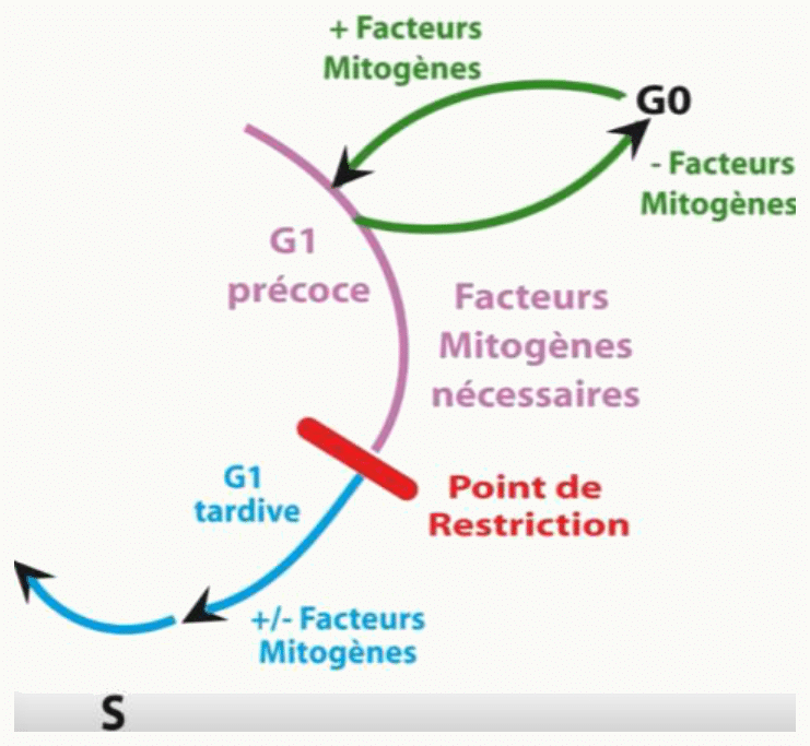 Point de restriction en G1 tardive et rôle des facteurs mitogènes dans l'engagement vers S ou la sortie en G0