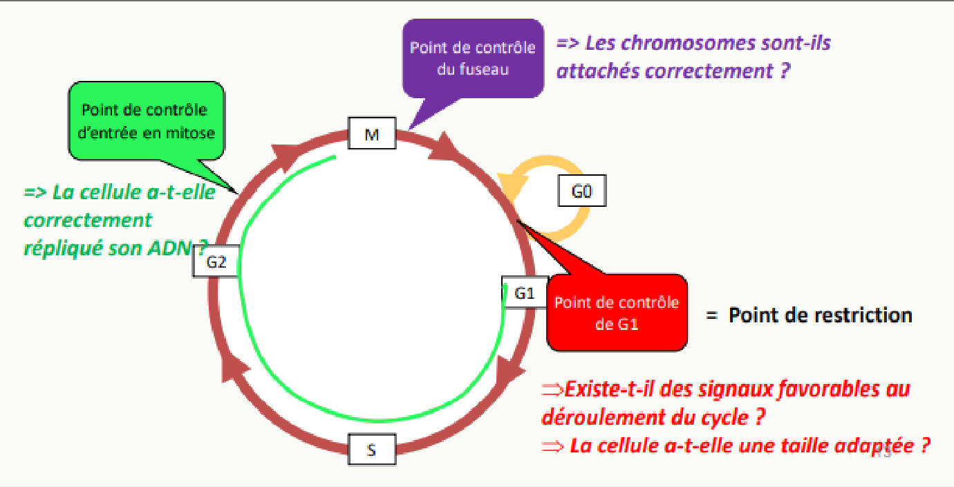 Points de contrôle du cycle cellulaire vérifiant l'intégrité de l'ADN et l'attachement des chromosomes