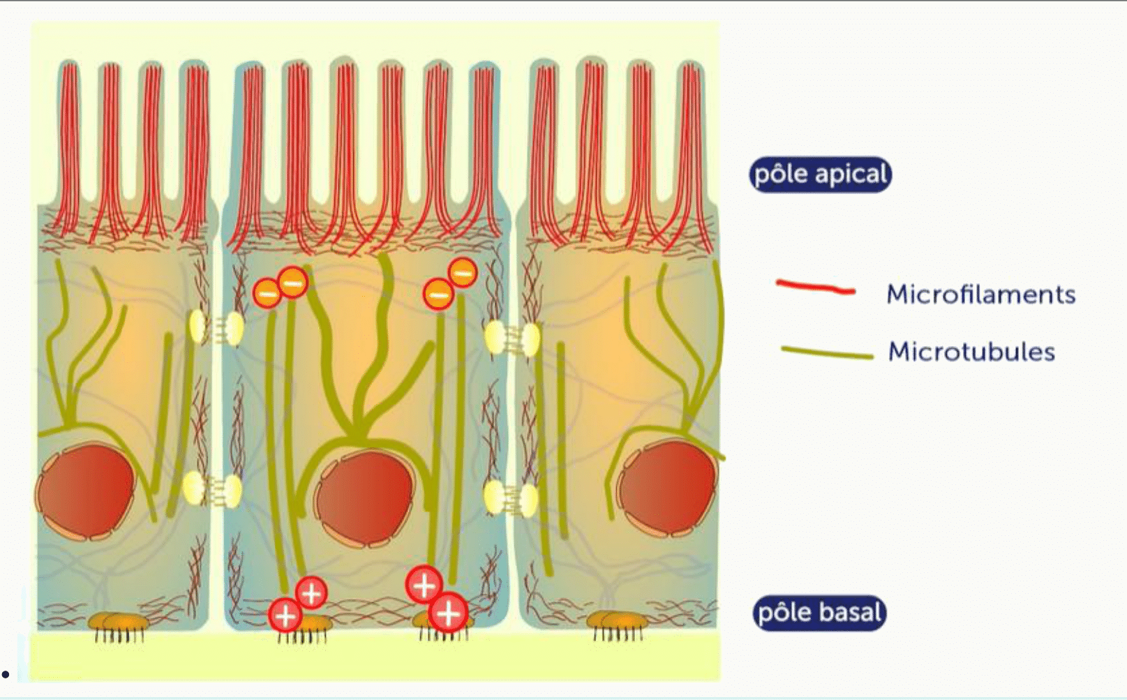 Polarité d'une cellule épithéliale : répartition des microfilaments et des microtubules entre pôle apical et pôle basal