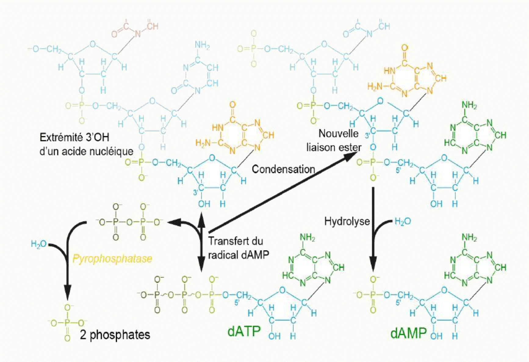 Polymérisation de l'ADN par ajout d'un dNTP sur l'extrémité 3'-OH avec libération de pyrophosphate