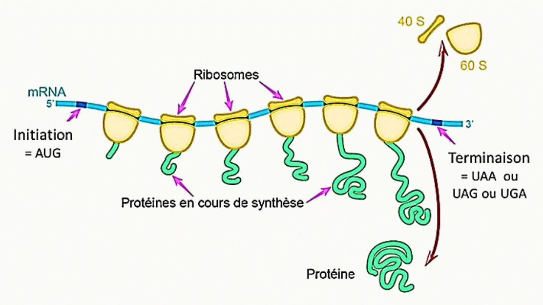 Polysome : plusieurs ribosomes traduisant simultanément un même ARNm