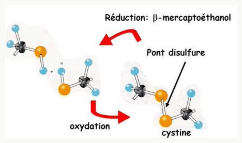 Formation d'un pont disulfure entre deux cystéines par oxydation, et sa réduction par le β-mercaptoéthanol