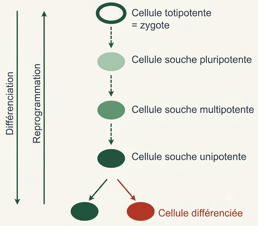 Frise du développement montrant la diminution progressive du potentiel cellulaire, du zygote totipotent aux cellules souches adultes unipotentes