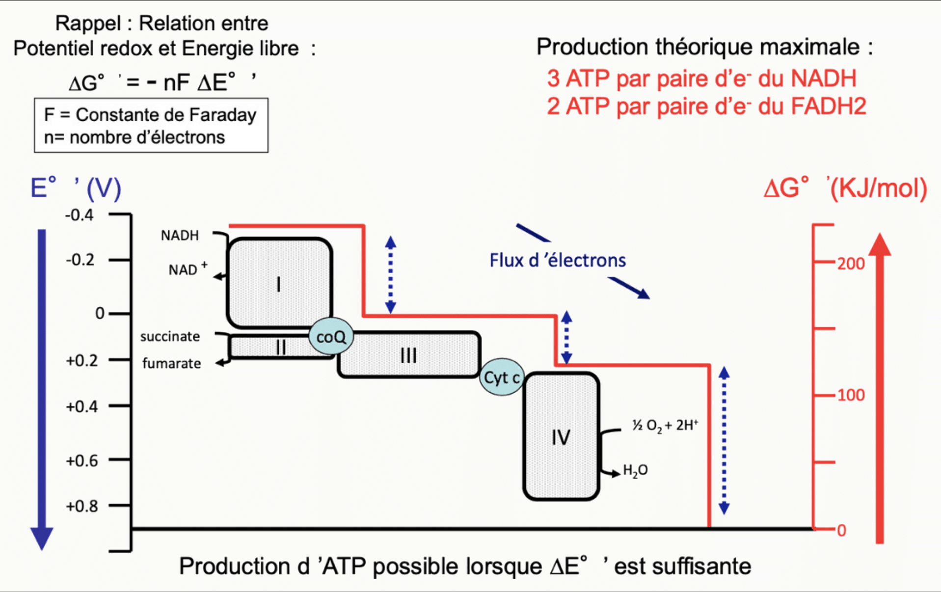 Relation entre potentiel redox et énergie libre le long de la chaîne, et rendement en ATP du NADH et du FADH₂