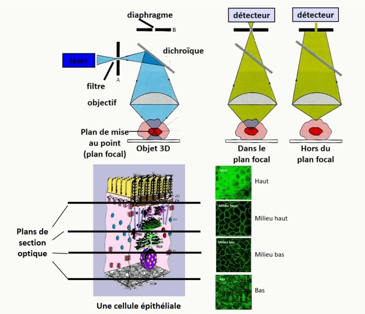 Principe du microscope confocal : acquisition de plans de section successifs dans l'épaisseur de l'échantillon