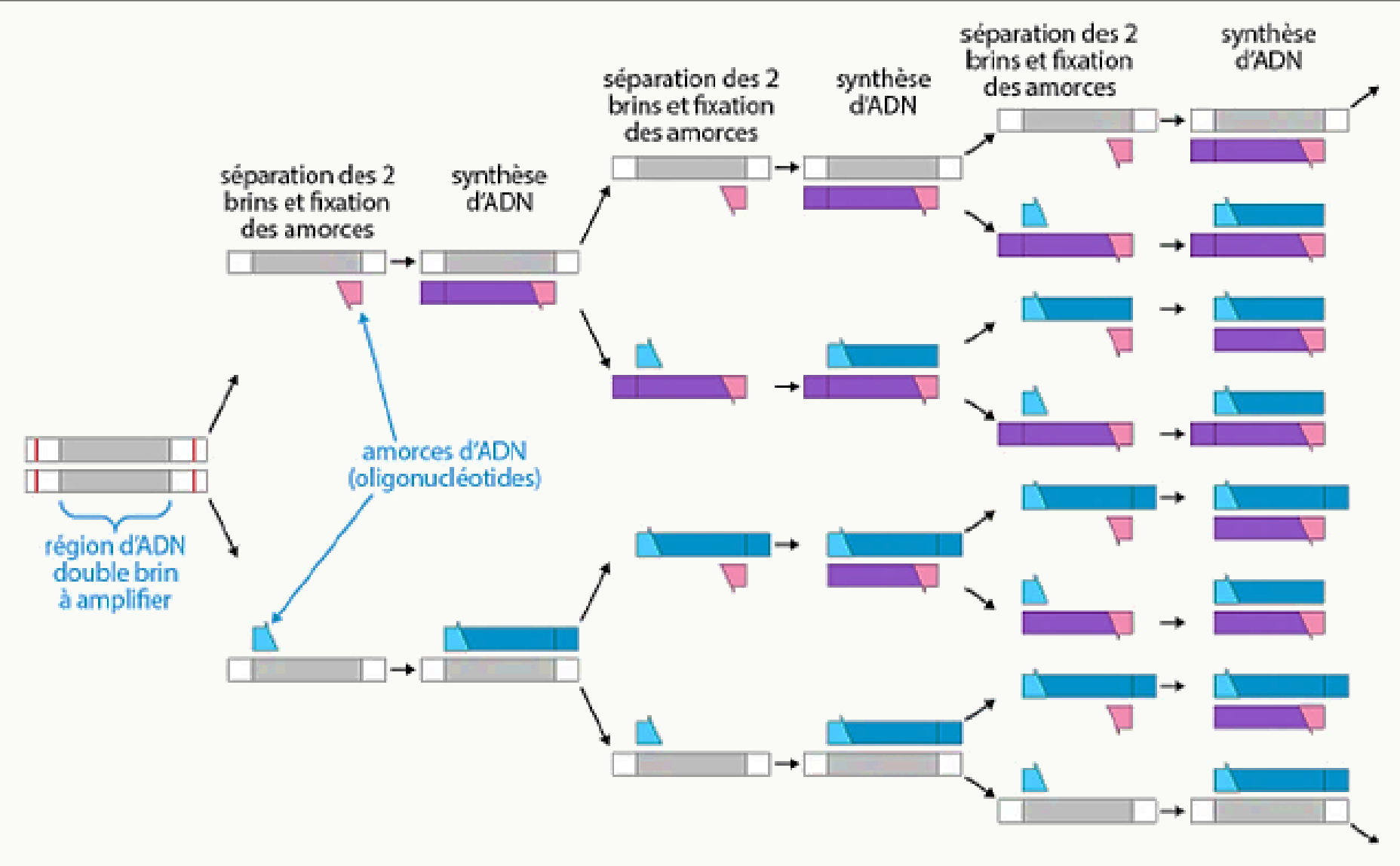 Principe de la PCR : dénaturation, hybridation des amorces puis élongation, cycle après cycle