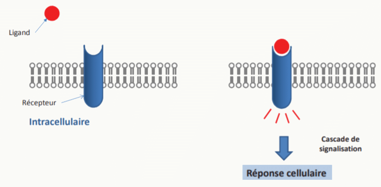 Principe de la signalisation : fixation du ligand sur son récepteur, cascade intracellulaire et réponse cellulaire