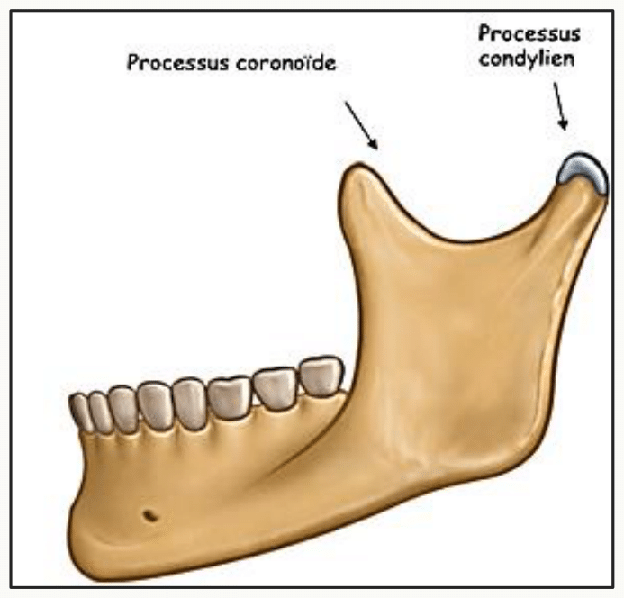 Processus coronoïde et processus condylien du ramus mandibulaire
