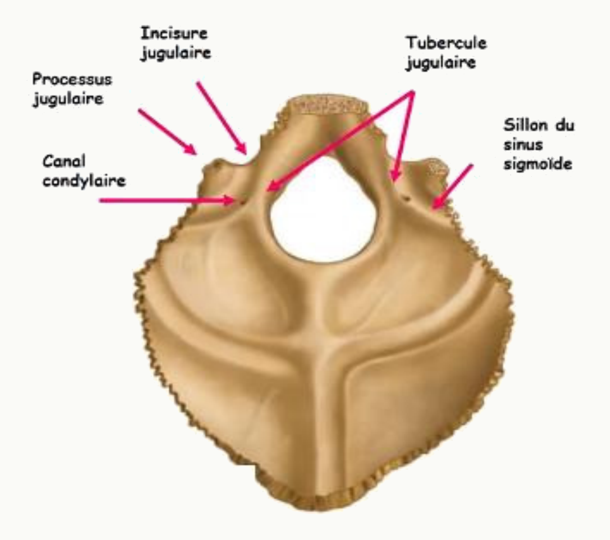 Processus jugulaire, incisure jugulaire, tubercule jugulaire et sillon du sinus sigmoïde