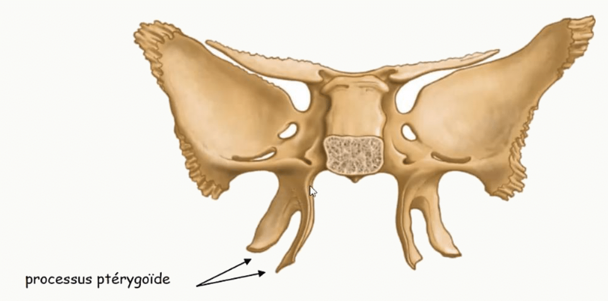 Processus ptérygoïdes descendant de la face inférieure du sphénoïde