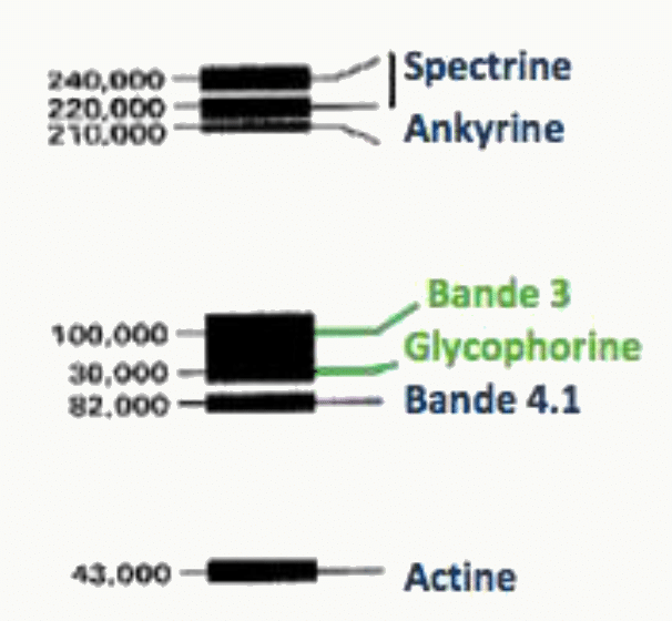 Profil électrophorétique des protéines de la membrane du globule rouge : spectrine, ankyrine, bande 3, glycophorine, bande 4.1 et actine