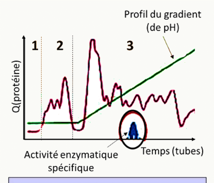 Profil d'élution superposé au gradient de pH, avec le pic d'activité enzymatique spécifique
