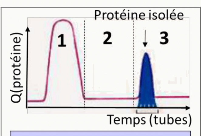 Profil d'élution après purification montrant la protéine isolée et son pic d'activité