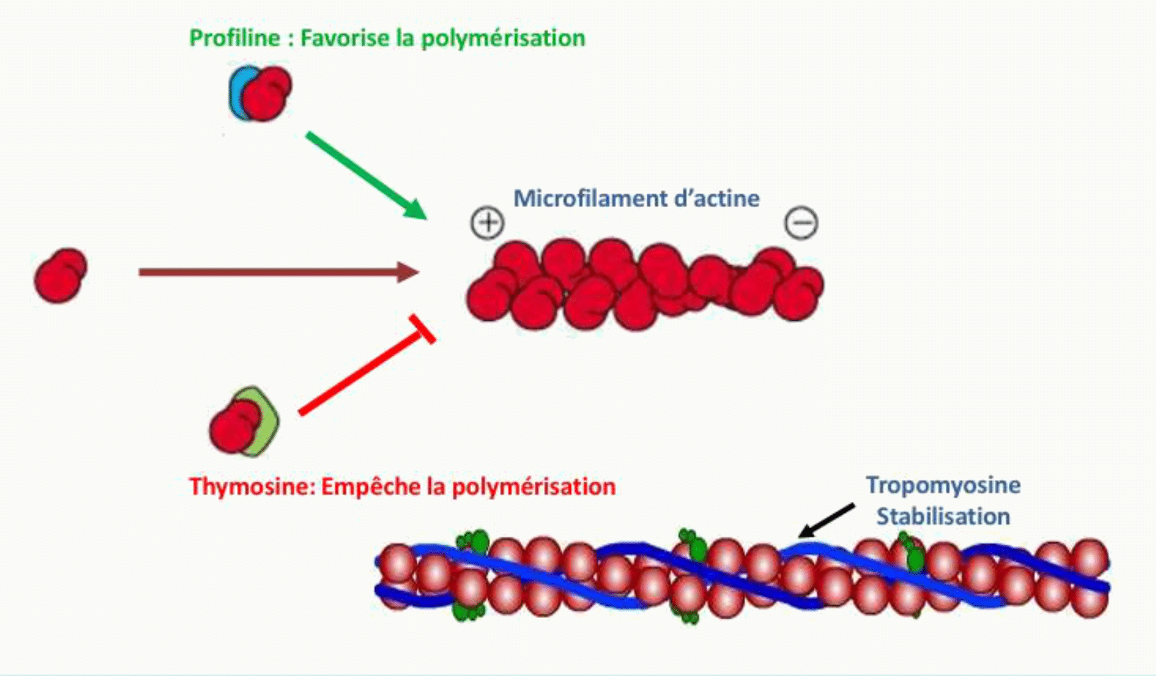 Profiline, thymosine et tropomyosine régulant la polymérisation et la stabilité de l'actine