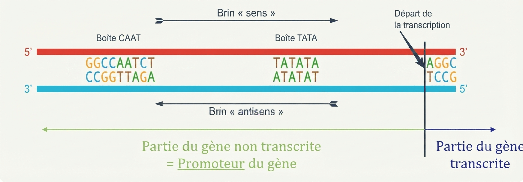 Gène et promoteur : brin sens (codant, boîtes CAAT et TATA) et brin anti-sens (matrice)