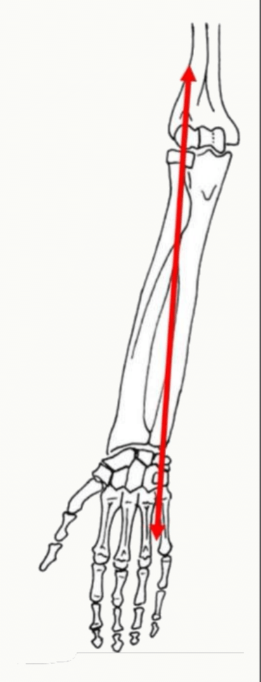 Mouvement de prono-supination et son axe passant par la tête radiale et la tête ulnaire