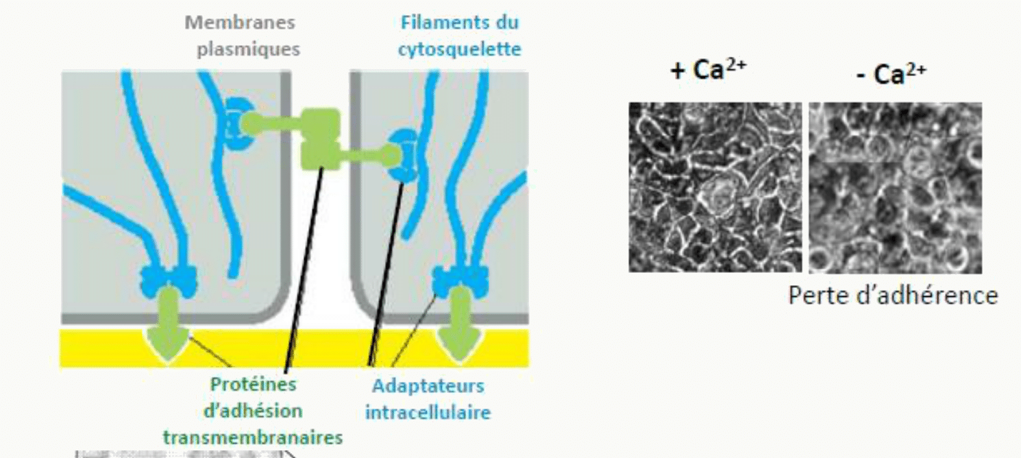 Protéines d'adhésion transmembranaires, adaptateurs intracellulaires et perte d'adhérence en l'absence de calcium