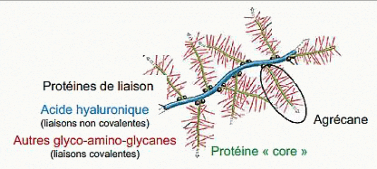 Protéoglycane d'agrécane : chaînes de glycosaminoglycanes greffées sur une protéine core liée à l'acide hyaluronique
