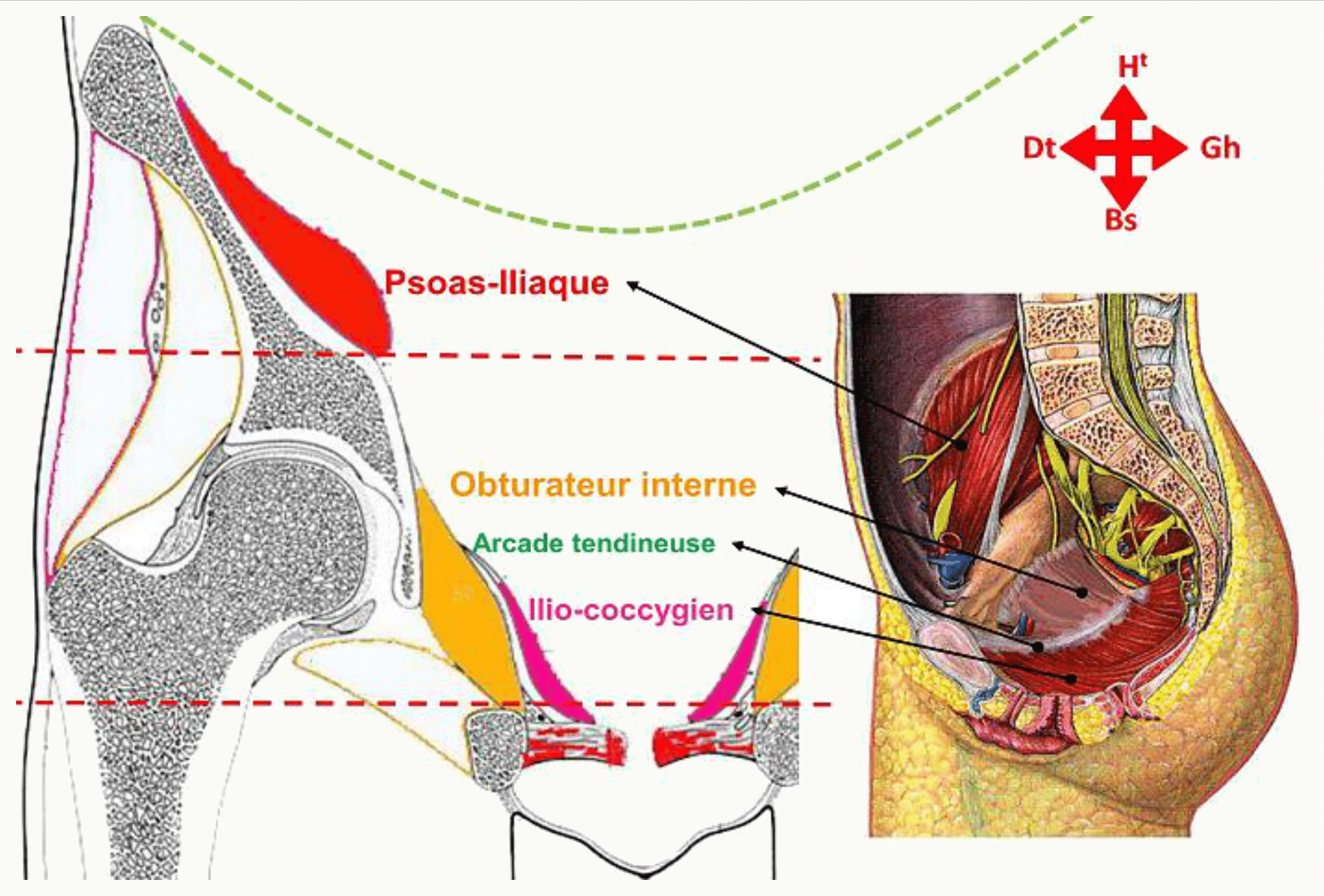 Psoas-iliaque, obturateur interne, arcade tendineuse et muscle ilio-coccygien