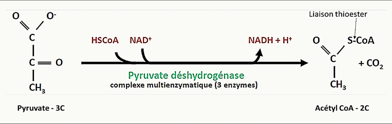Décarboxylation oxydative du pyruvate en acétyl-CoA par le complexe pyruvate déshydrogénase