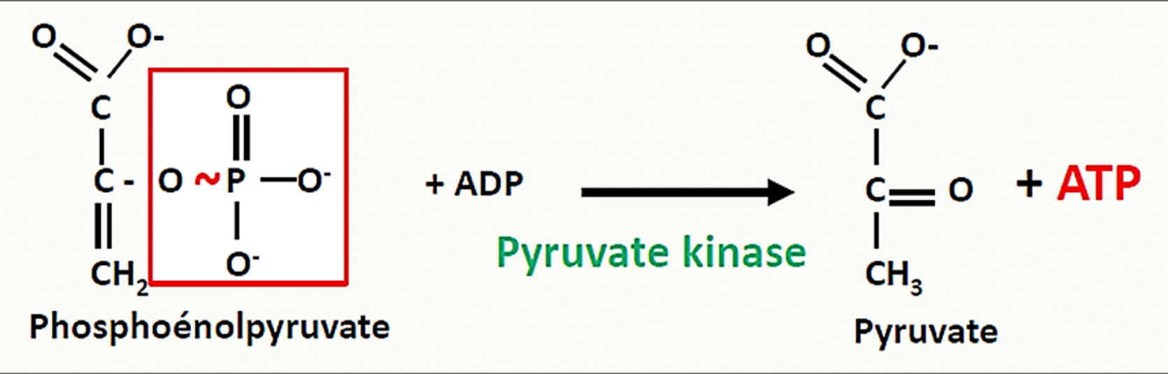 Transfert du phosphate du phosphoénolpyruvate sur l'ADP par la pyruvate kinase