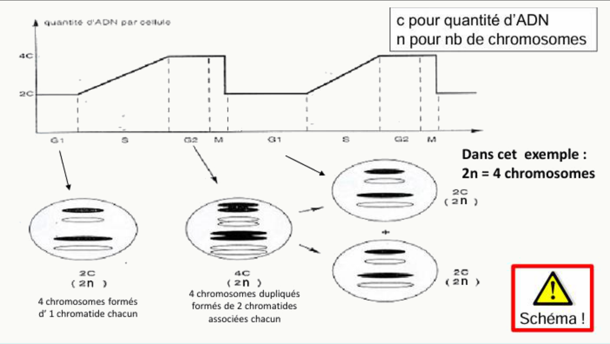 Évolution de la quantité d'ADN et du nombre de chromosomes au cours du cycle cellulaire